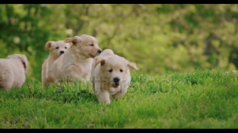 Types of problem you face when you take a new pet at home |Hemant racker