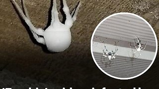 ZOMBIE DEER, SQUIRRELS, RABBITS AND NOW SPIDERS AS MAN PLAYS GOD