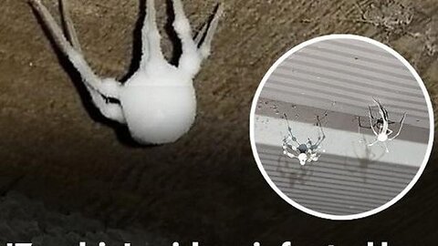 ZOMBIE DEER, SQUIRRELS, RABBITS AND NOW SPIDERS AS MAN PLAYS GOD