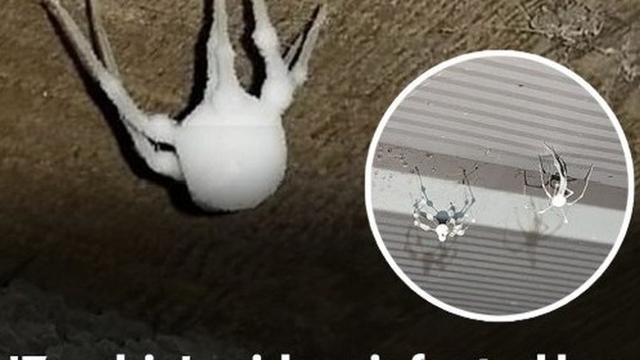ZOMBIE DEER, SQUIRRELS, RABBITS AND NOW SPIDERS AS MAN PLAYS GOD