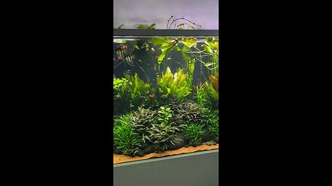 Good morning vibes ☕️ Planted in a 5000 liter tank at Jöst Aquaristic HQ