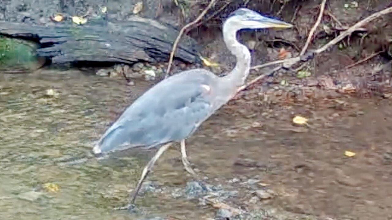 Heron Walking in a Stream