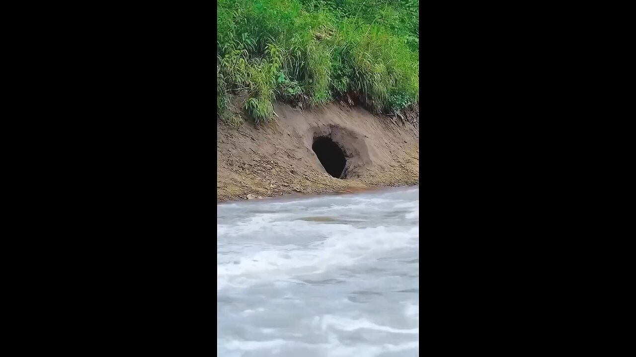 long snack in tha water