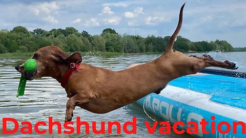 Vacation videos , Dachshund enjoys vacation on the beach videos,sausage dogs videos