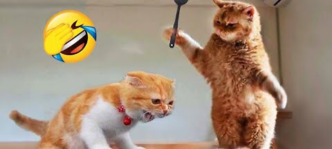 Cat vs Dog 😽| funniest pet moments ever! 😂🤣