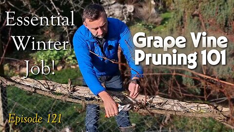 Winter Grape Pruning 101: How to Prune Grapes for Next Year's Harvest