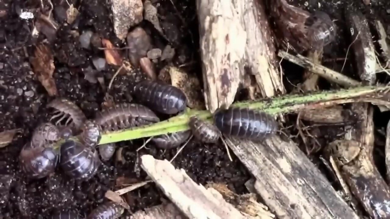 Gardening Quick Tip #18 - How To Protect Young Plants From Rollie Pollies. AKA Pill Bugs.