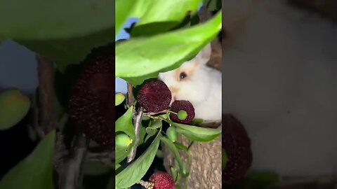 Little rabbit eats red bayberry. Cute pet rabbit in the countryside.