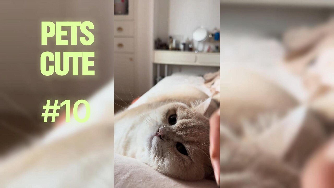 Tiny Paws, Big Adventures: Cutest Puppy and Kitten Moments.