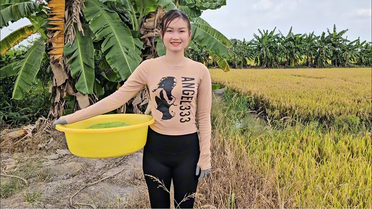 Village Girl Surrounds Hau River and Traps Fish with Special Bait