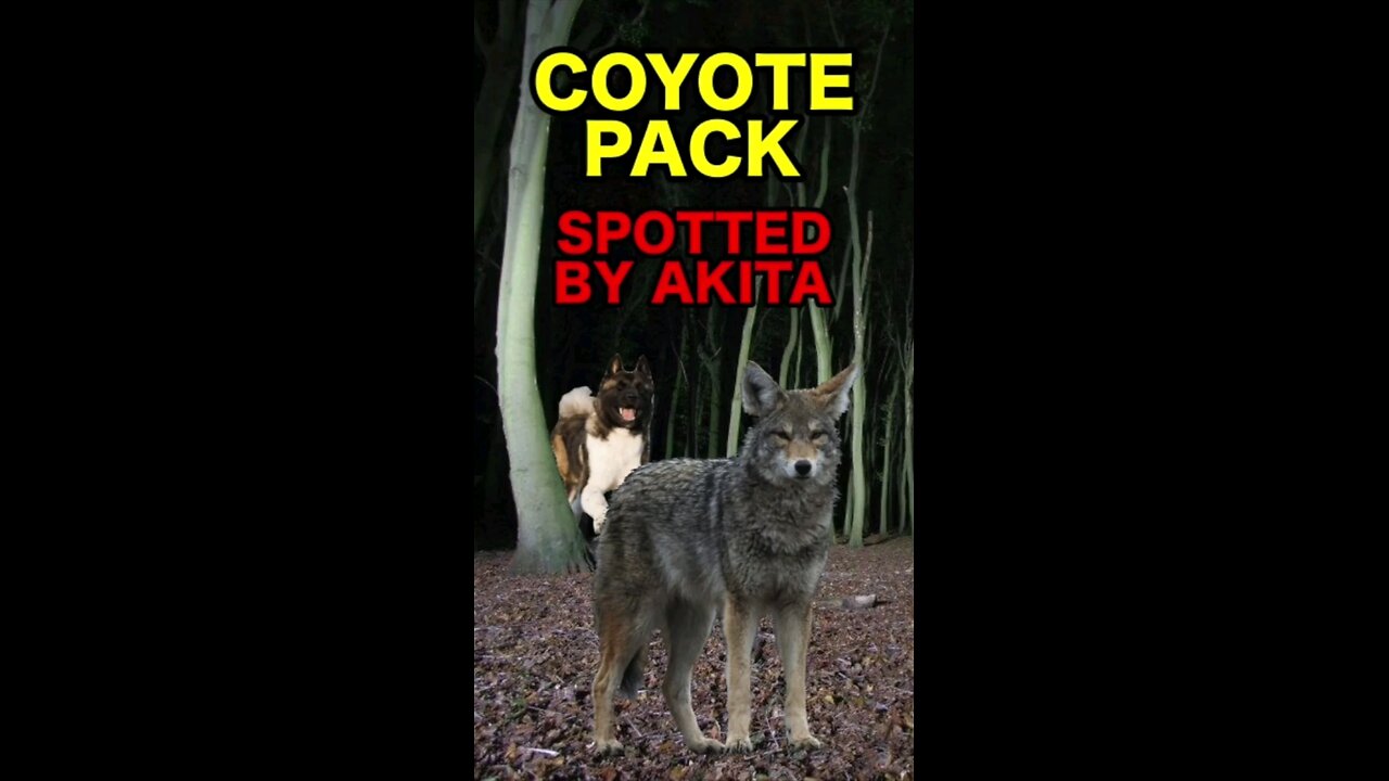 Coyotes Pack spotted by American Akita!