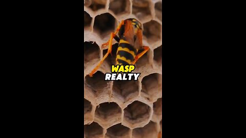 Wasp the Builder