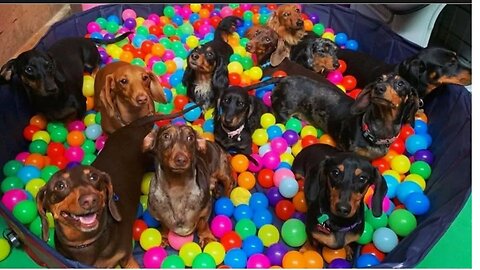 Sausage Dogs Funny Videos compilation 2021, Dachshund puppies cutest videos 2021