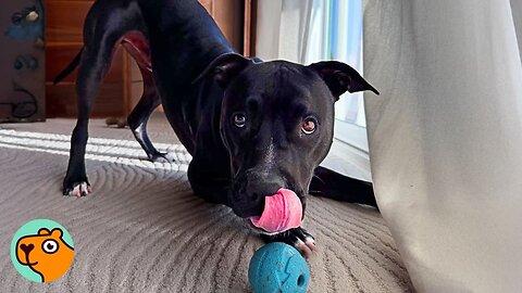 Pit Bull Found By Laundromat Now Spins Like Washing Machine | Cuddle Buddies