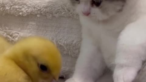 The cutest friendship you’ll see today: a kitten and a duckling exploring the world together! 🐱🦆💛