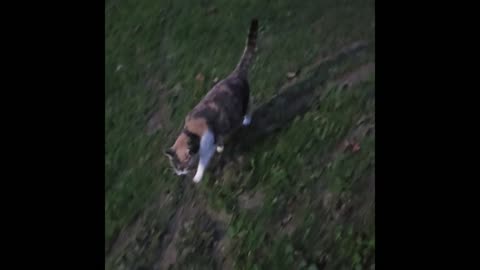 Miss Kitty Calico.