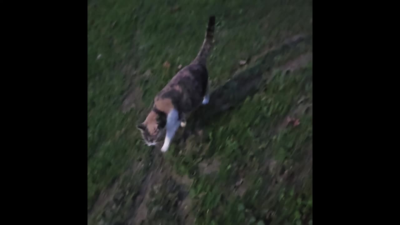 Miss Kitty Calico.