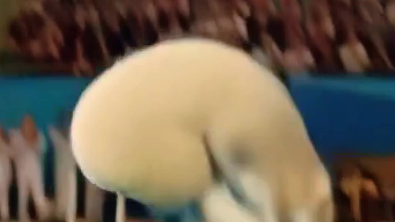 Real or Fake - Sheep vs. Hippo