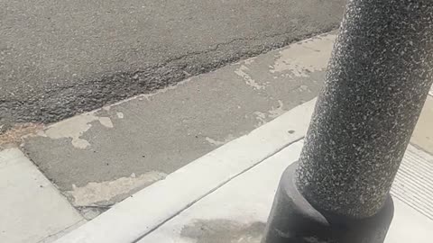 9/5/25 walking and filming cat. Dont like snakes