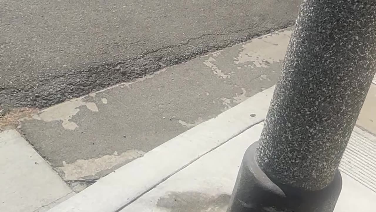 9/5/25 walking and filming cat. Dont like snakes
