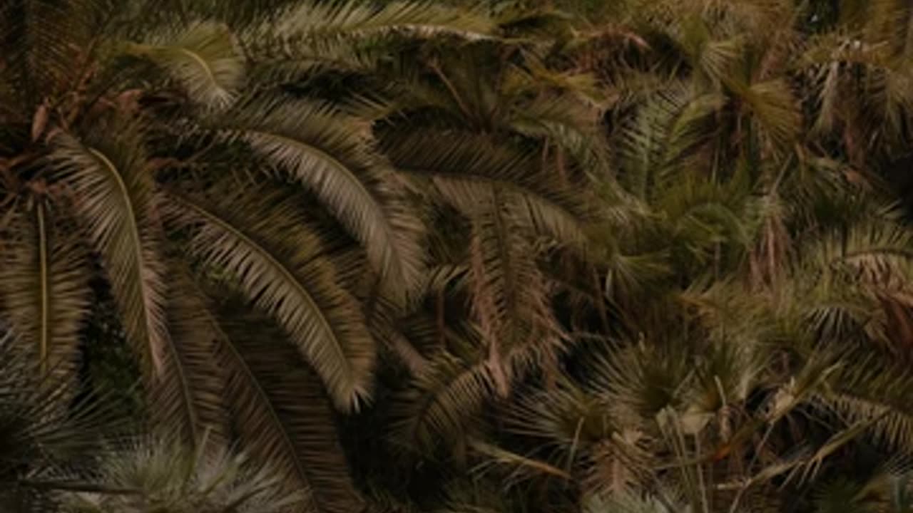 Alter · Neathway - Jungle Fever(2024)