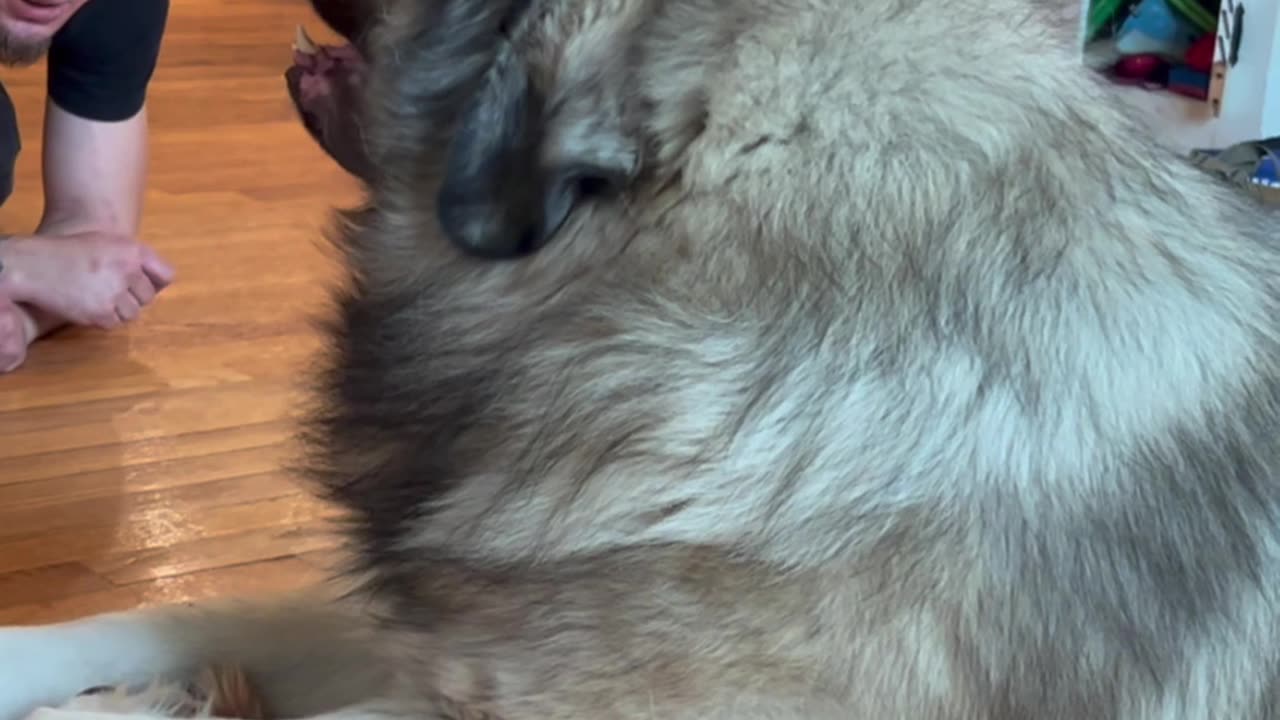 Yogi the Giant Caucasian Ovcharka Guard Dog