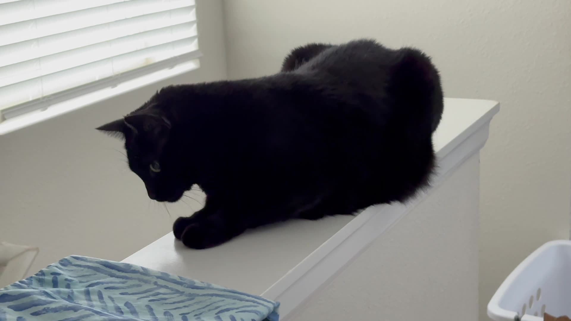 Cute Precious Piper Watches From the Staircase Wall --My Adopted Shelter Cat Vlog