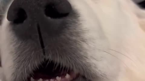 Funny dog #funny #dog 🐶 #funnyvideo