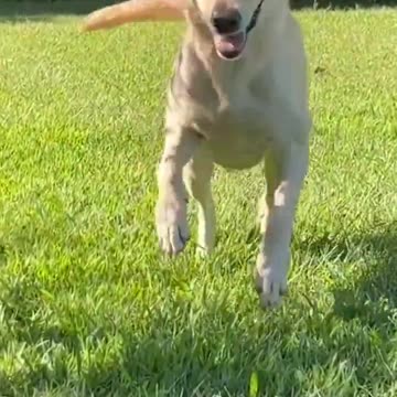 Two types of dogs.. 😅