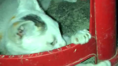 My crazy cat