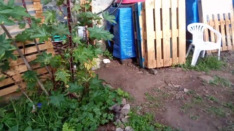 250209A___Madeira_NS-404,_Garden_green_again._About_sharing_videos_on_different_platforms.(1080p)