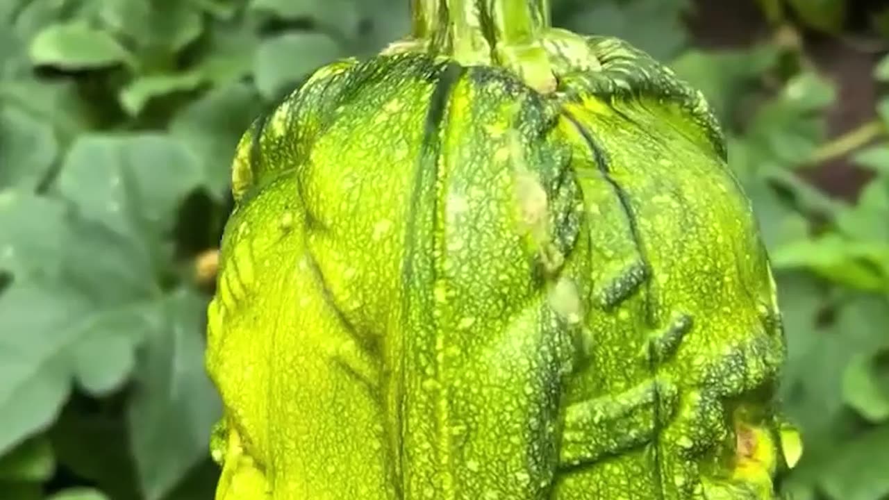 Tv - Entertainment, KFJS 🔥 Top Videos You Have to See to Believe 💯