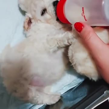 ✨ She just wanted to save her puppy… and we answered her prayers! 🐶💔