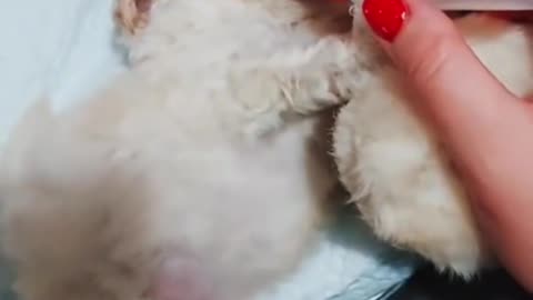 ✨ She just wanted to save her puppy… and we answered her prayers! 🐶💔
