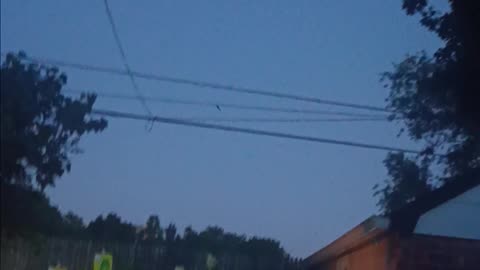 Brown Bat