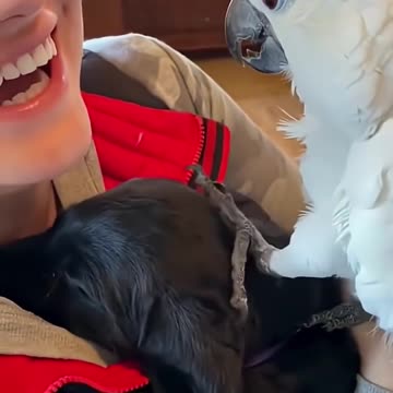 Daily Shorts of Animals