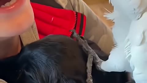 Daily Shorts of Animals