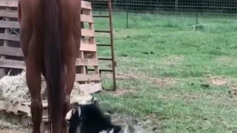 funny animals- - best of the 2025 funny animal short