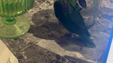 Trying to Get Work Done With a Parrot