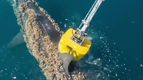 A big whale 🐳 Rescued and saves from millions of Barnacles