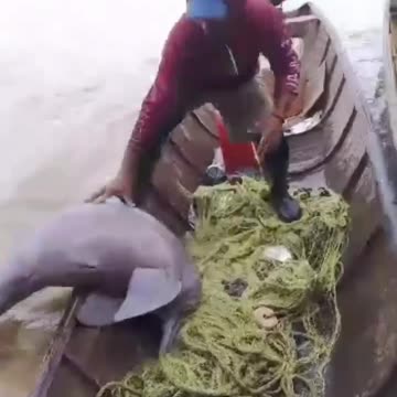 "TONINA DEL ORINOCO" RETORNA A HÁBITAT NATURAL, LUEGO DE INTERVENCIÓN POLICIAL EN APURE.