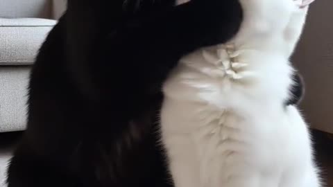 Amorevole gatto 🥰🥰