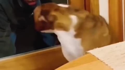 Funny Animal Videos 11
