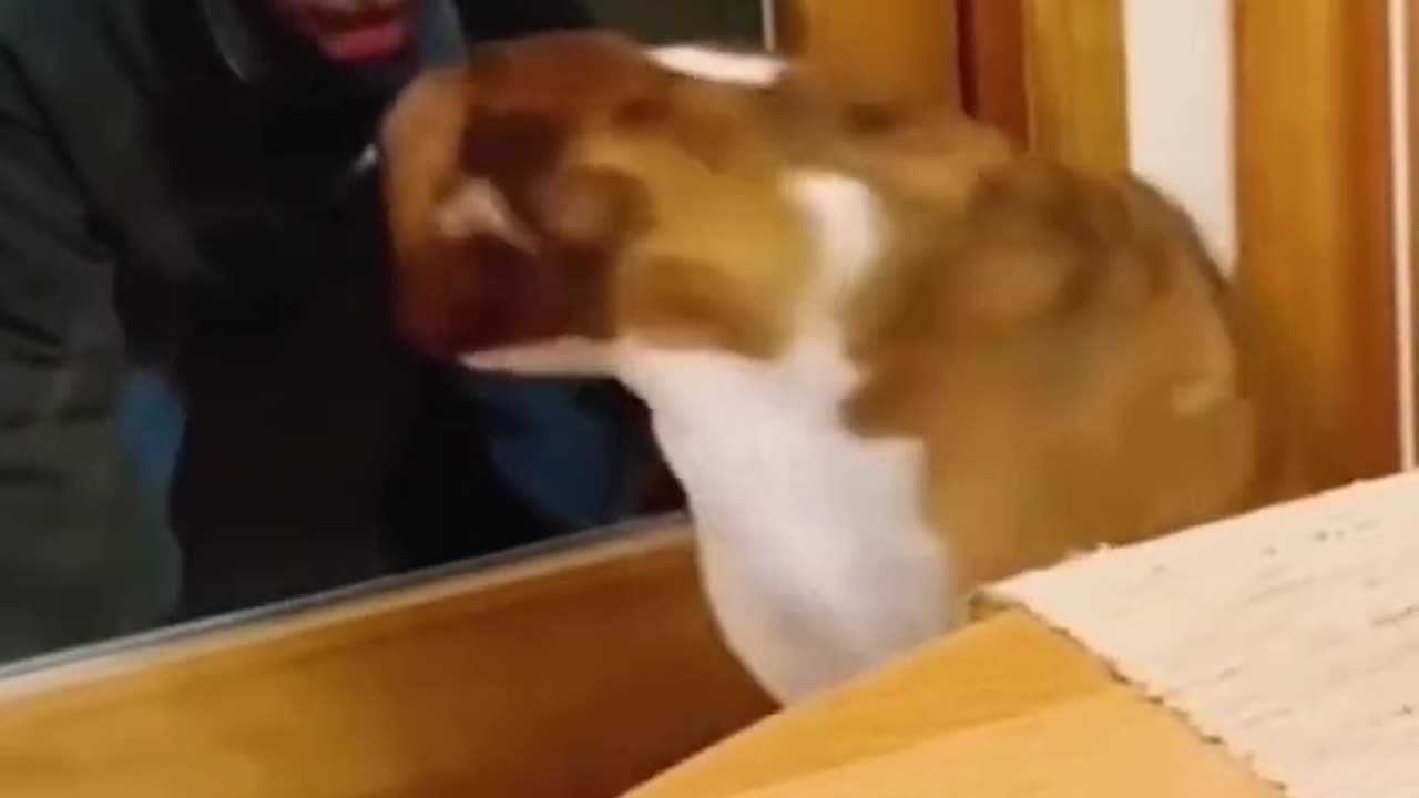 Funny Animal Videos 11