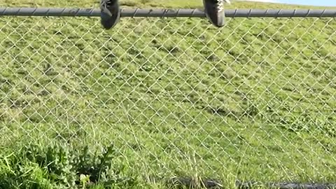 how animals get over the fence
