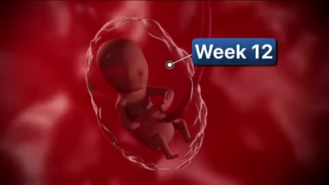 9 Months In The Womb | Pregnancy Week-By-Week