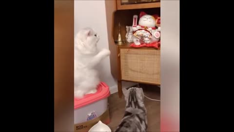 Funny Animal Videos Compilation