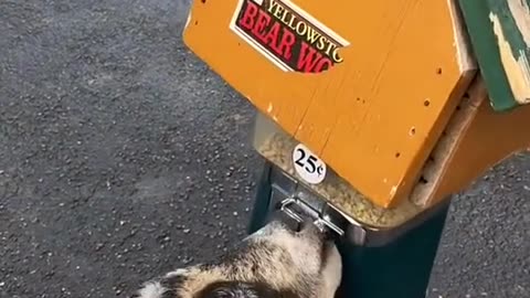Smartest Goat Ever? Watch This! 😆🥬
