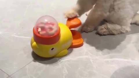 💖 The Ultimate Cat Distraction! This Toy is a Hit!