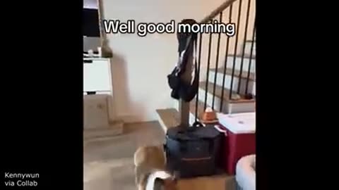 top ten most funny video